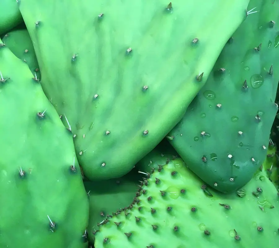 Detalle de textura de nopales frescos